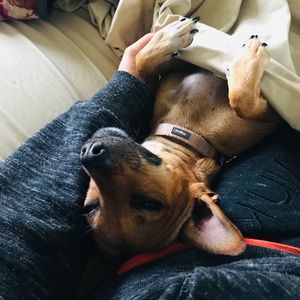 Meet your Posher, Maya